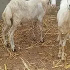 فرير بلدي
