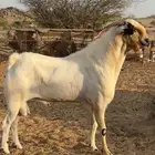تيس فحل بيشي اكحل صنف