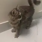بسه شيرازي