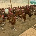 ديكة للبيع أعمار فوق 4 شهور