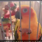 صن كونيور ضايع