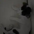 قط بلدي   انقاذ