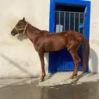 حصان شعبي