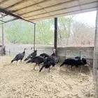للبيع دجاج رومي