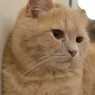 قطط تبني