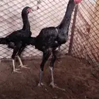 وزاج سندي بيور اصلي اسود صك