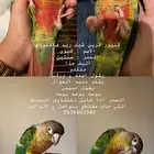 كنيور