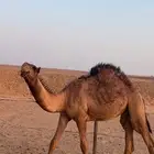 للبيع بكار وحده من بكره كفوو طيبه