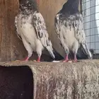 زوج باكستاني رام بوري