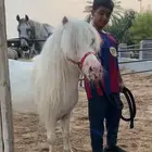 سيسي . بوني للإيجار اليومي