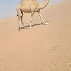لقحة وعشاير