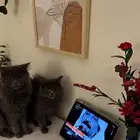 قطط للتبني