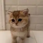 كيتن سكوتش ستريت انثى