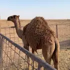 مفرودة شعلا طيبه عل حليب امها