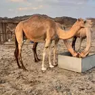 ناقه حايل جاهزه للضراب