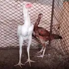 دجاج بكستاني سندي بيور فاخر