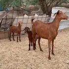 عنز دهماء متوم