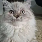 قطة هيمالايا شيرازي للبيع