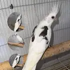 فروخ كروان للبيع