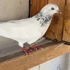 ذكر موتيا