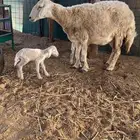نعجه حريه صنف يتبعها اثنين طليان
