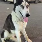 كلب هاسكي