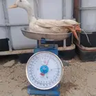 بط بكيني لاحم ذبح يومي مبرد