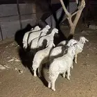 طليان للبيع