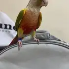 كنيور للبيع