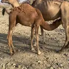 قعود لباني