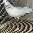 ذكر موتيا