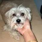 فرصه ذهبيه لمحبين الكلاب الصغيره