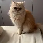 قطه للتبني مع كامل ملحقاتها