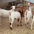 جفار جذعات بيشي وهجين بورقت