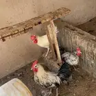 للبيع ديوك باقي 3