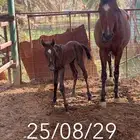 عرض ثقيل فرسين للبيع