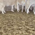 ضان حرش صنف