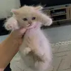 قطط شيرازي للبيع بالدمام