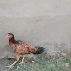 دجاج