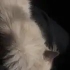 قط همالايا بيور صغير