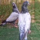 قلزار قولدن