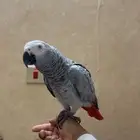 كاسكو أليف و متكلم بعمر سنة