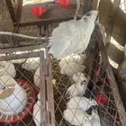 مشروع سمان تكساس لاحم العملاق سلالة اوكرانية