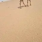 عشراء وبكرة