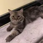 قطة للتبني