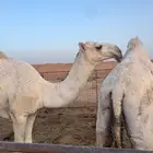 للبيع قعود اوضح ابوه المدعج وجده مكحل فنجال الشيباني