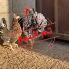دجاج عربي افرق