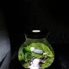 تيراريوم نبات طبيعي تم البيع