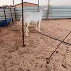 جذعه حريه متبع متابيع