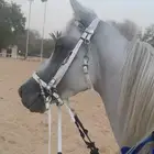 حصان شعبي
